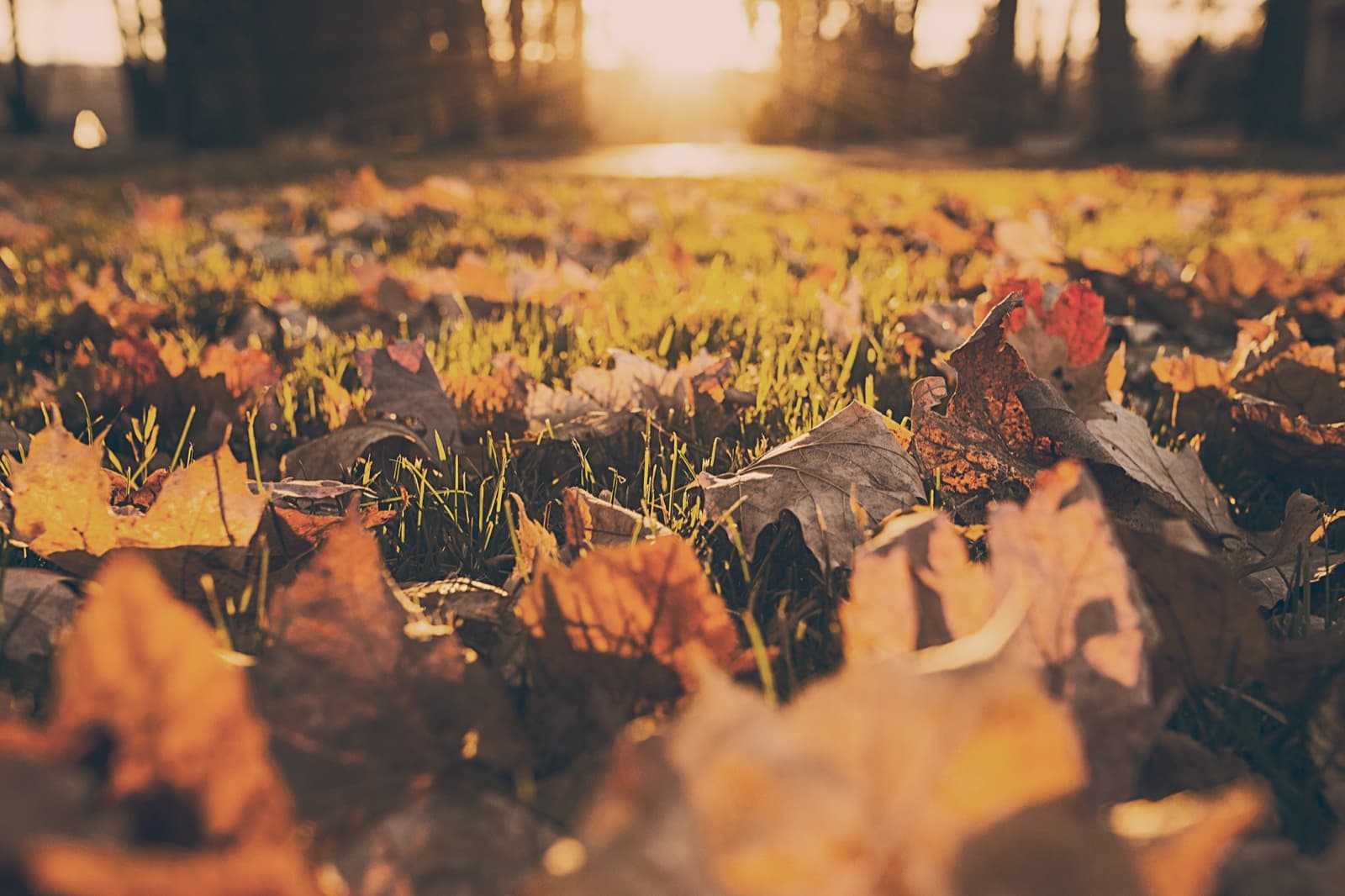 September Smiles: Why This Month Is the Perfect Time to Prioritize Your Dental Health